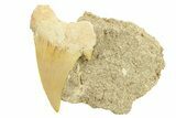 Otodus Shark Tooth Fossil in Rock - Morocco #291999-1